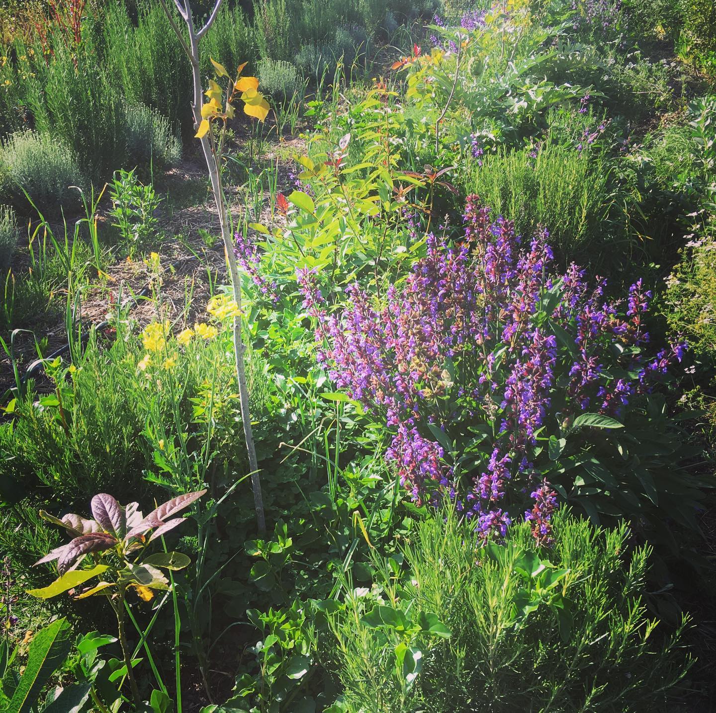 LEER MAS SOBRE AGRICULTURA SINTROPICA